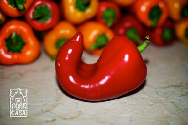 Paprika dolce fatta in casa: i peperoncini