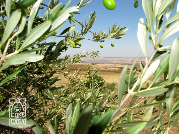 Perché utilizzare l'olio extra vergine di oliva: gli ulivi