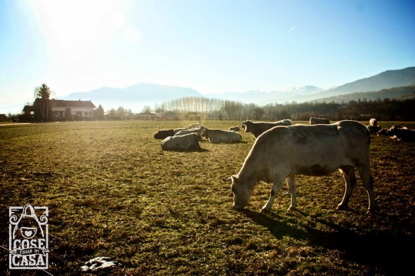 Qui da noi Piemonte tour 2014: gli animali della cooperativa "Il frutto permesso"